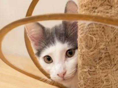 Gato raça SRD-ViraLata idade 2 a 6 meses nome ARAMIS