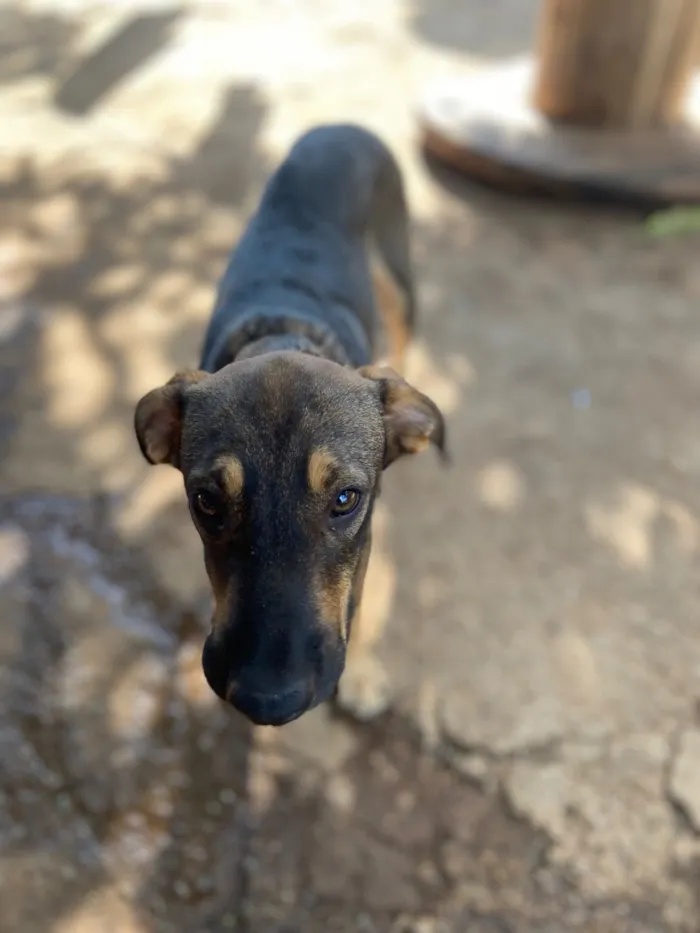 Cachorro raça SRD-ViraLata idade 7 a 11 meses nome Beethoven