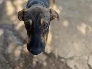 Cachorro raça SRD-ViraLata idade 7 a 11 meses nome Beethoven