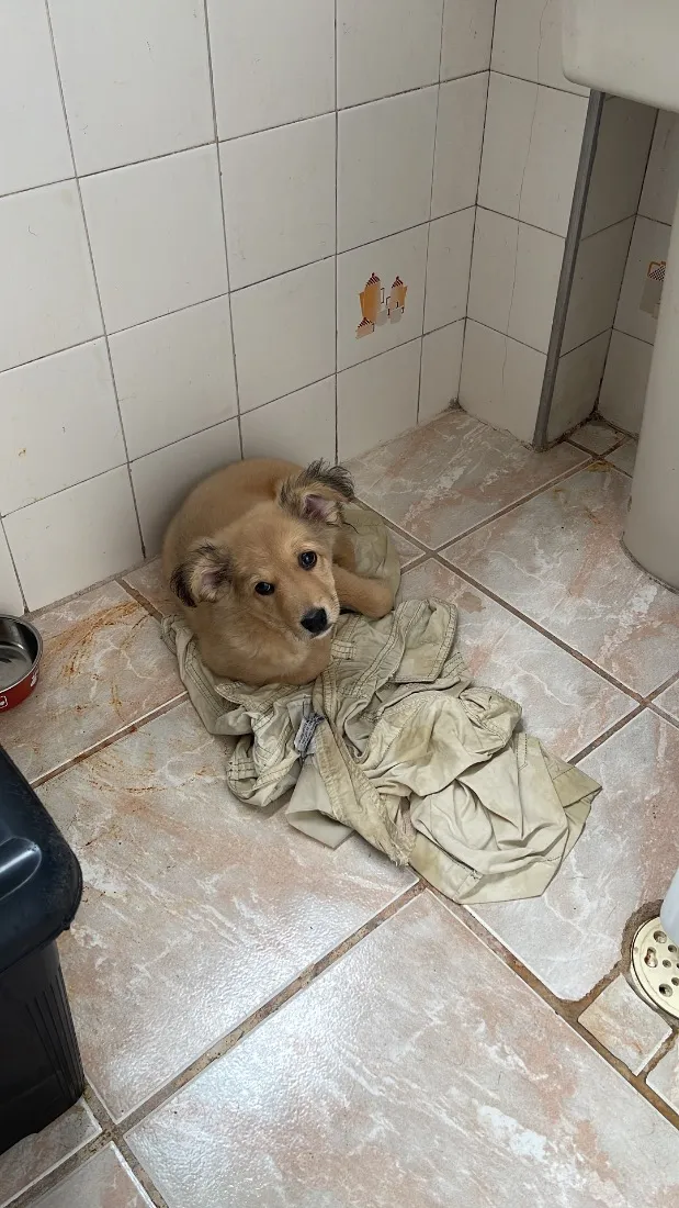 Cachorro raça SRD-ViraLata idade 2 a 6 meses nome Não tem nome