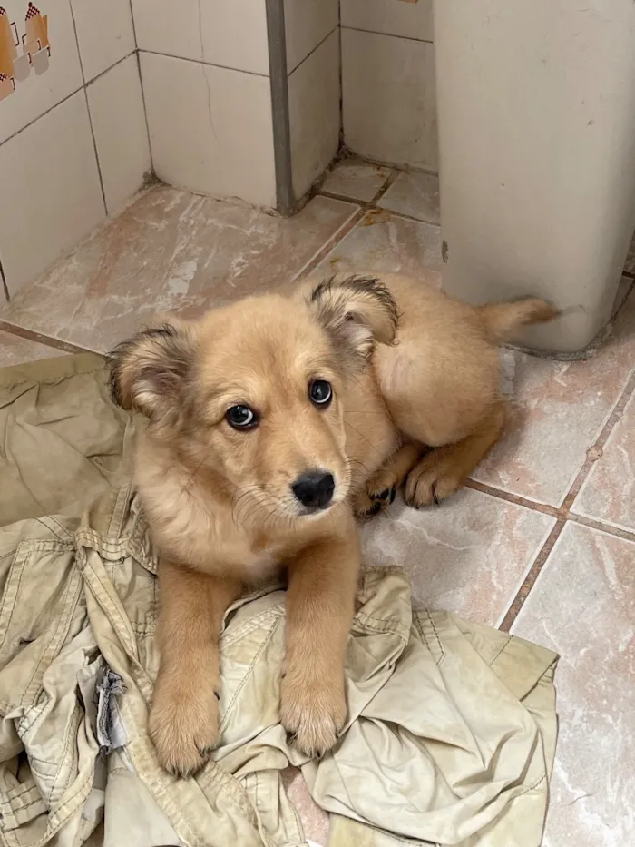 Cachorro raça SRD-ViraLata idade 2 a 6 meses nome Não tem nome