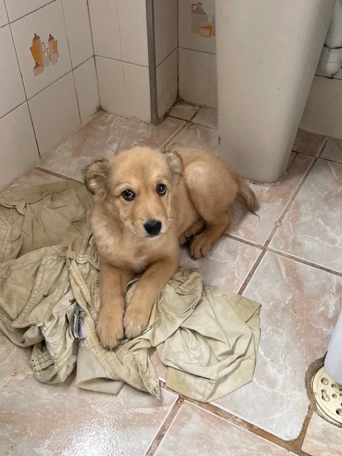 Cachorro raça SRD-ViraLata idade 2 a 6 meses nome Não tem nome