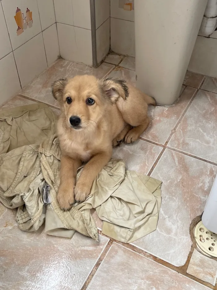 Cachorro raça SRD-ViraLata idade 2 a 6 meses nome Não tem nome