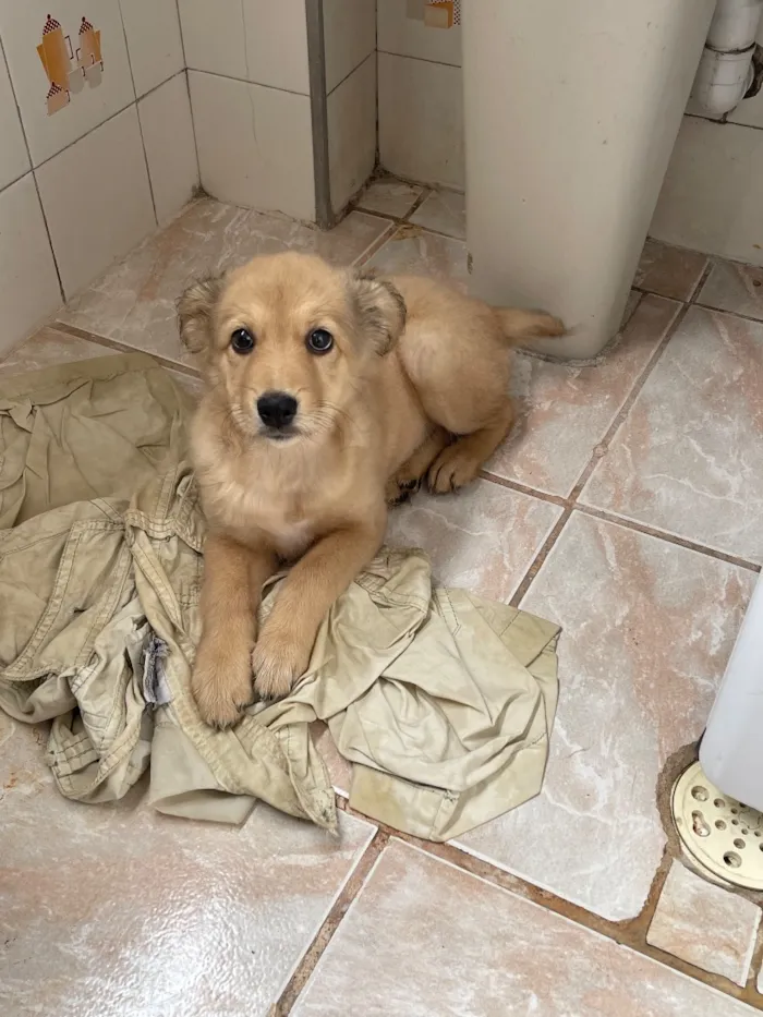 Cachorro raça SRD-ViraLata idade 2 a 6 meses nome Não tem nome
