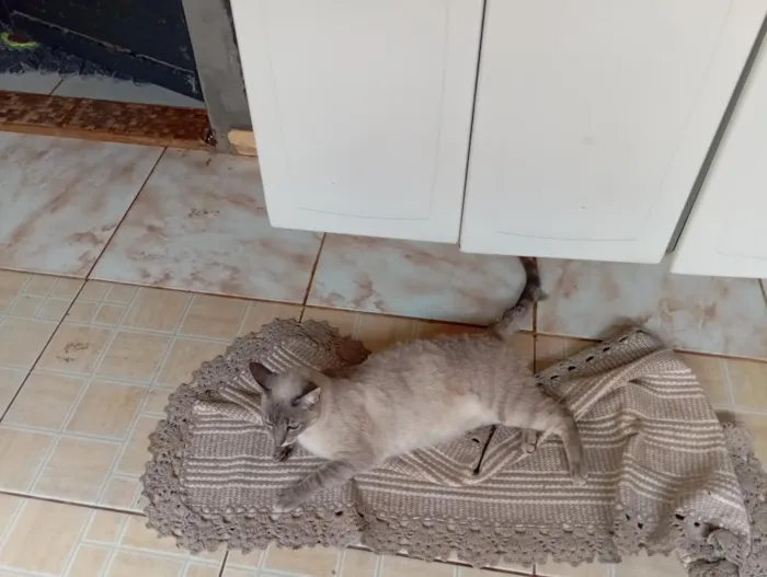 Gato raça SRD-ViraLata idade 3 anos nome Branquinha