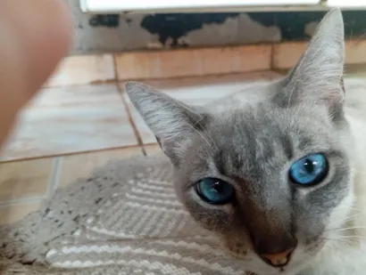 Gato raça SRD-ViraLata idade 3 anos nome Branquinha