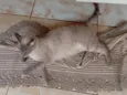 Branquinha