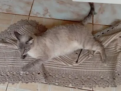 Gato raça SRD-ViraLata idade 3 anos nome Branquinha