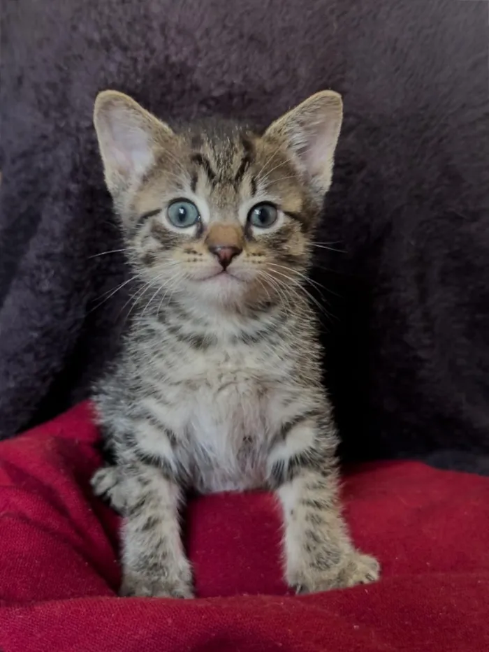 Gato raça SRD-ViraLata idade 2 a 6 meses nome Sem nome (filhote)