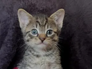 Gato raça SRD-ViraLata idade 2 a 6 meses nome Sem nome (filhote)