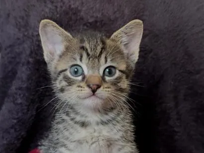 Gato raça SRD-ViraLata idade 2 a 6 meses nome Sem nome (filhote)