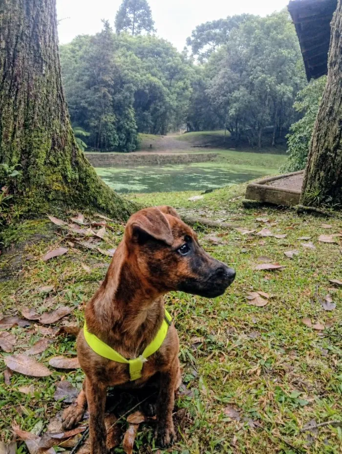 Cachorro raça SRD-ViraLata idade 7 a 11 meses nome Mabeca
