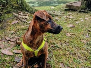 Cachorro raça SRD-ViraLata idade 7 a 11 meses nome Mabeca