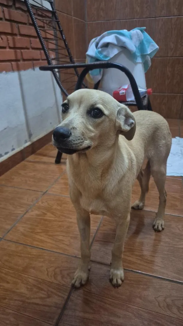 Cachorro raça SRD-ViraLata idade  nome não sei o nome