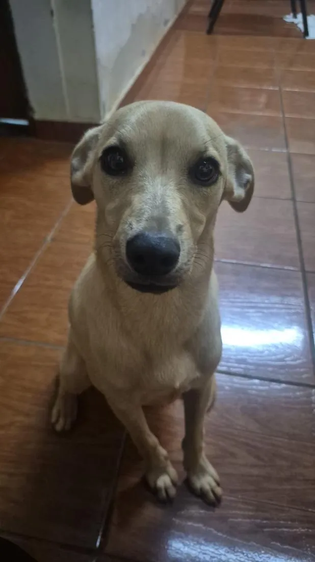 Cachorro raça SRD-ViraLata idade  nome não sei o nome