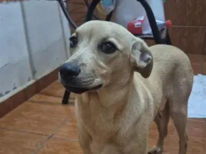 Cachorro raça SRD-ViraLata idade  nome não sei o nome
