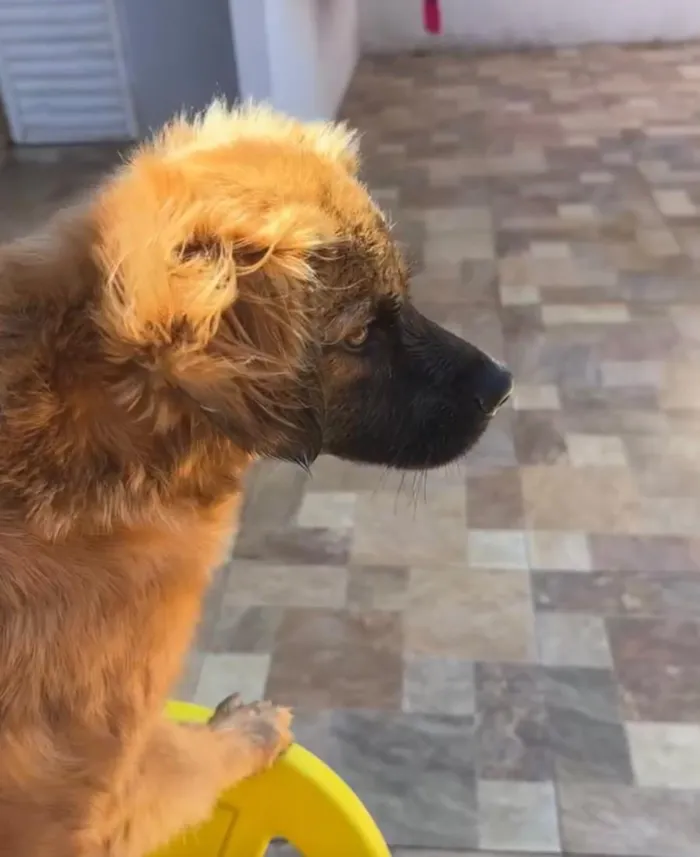 Cachorro raça SRD-ViraLata idade 7 a 11 meses nome REX