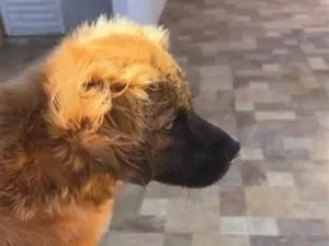 Cachorro raça SRD-ViraLata idade 7 a 11 meses nome REX