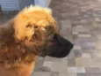 REX