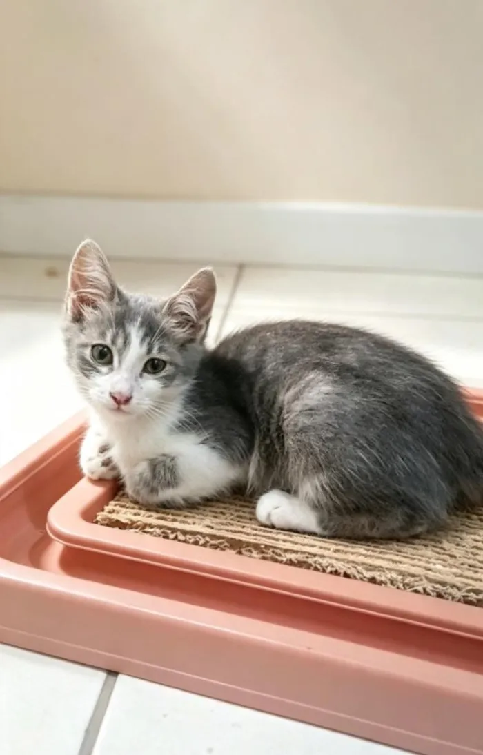 Gato raça SRD-ViraLata idade 2 a 6 meses nome Porthos