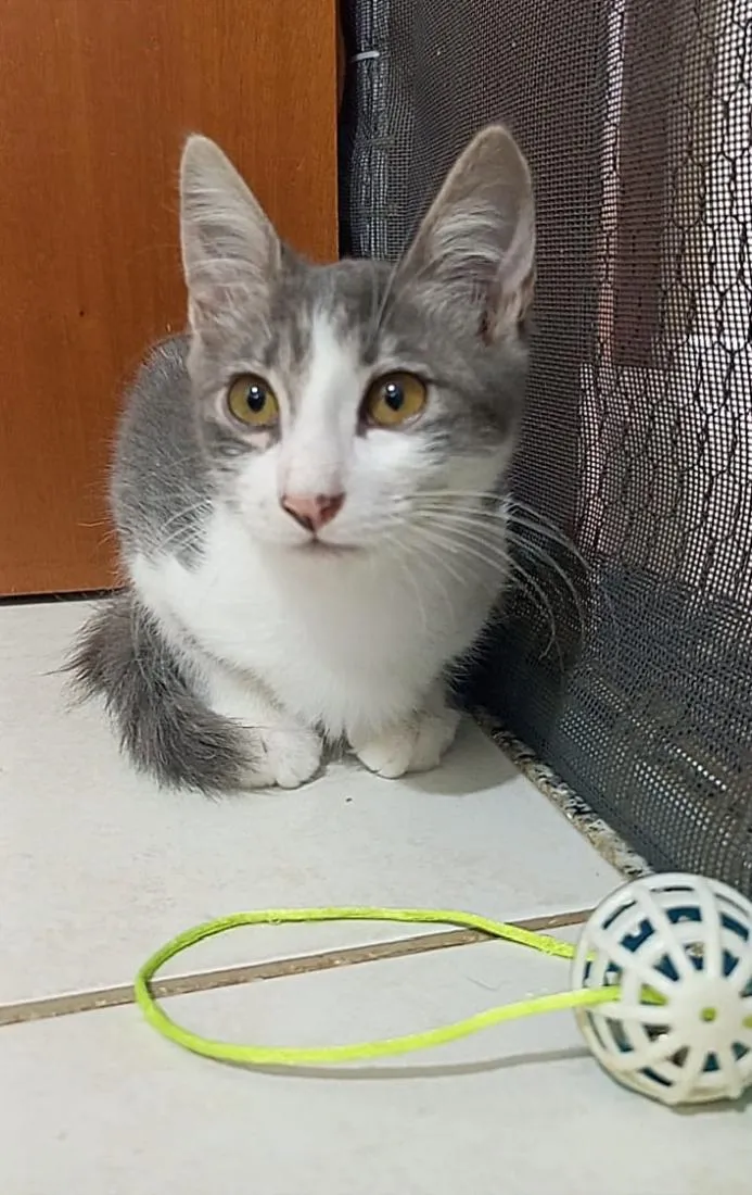 Gato raça SRD-ViraLata idade 2 a 6 meses nome Porthos