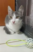 Porthos