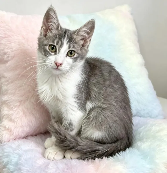 Gato raça SRD-ViraLata idade 2 a 6 meses nome Porthos