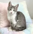 Porthos