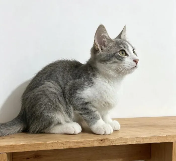 Gato raça SRD-ViraLata idade 2 a 6 meses nome Porthos