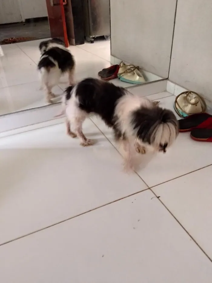 Cachorro raça Shitzu idade 6 ou mais anos nome Nina