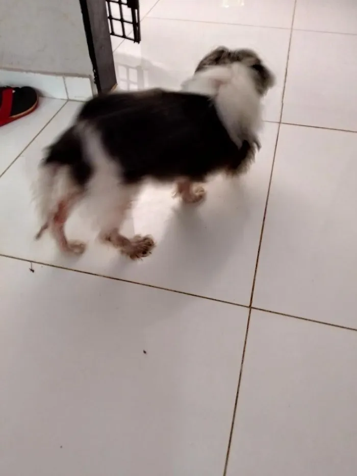 Cachorro raça Shitzu idade 6 ou mais anos nome Nina