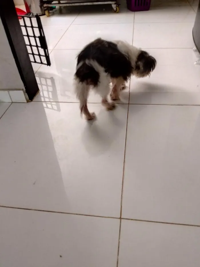Cachorro raça Shitzu idade 6 ou mais anos nome Nina