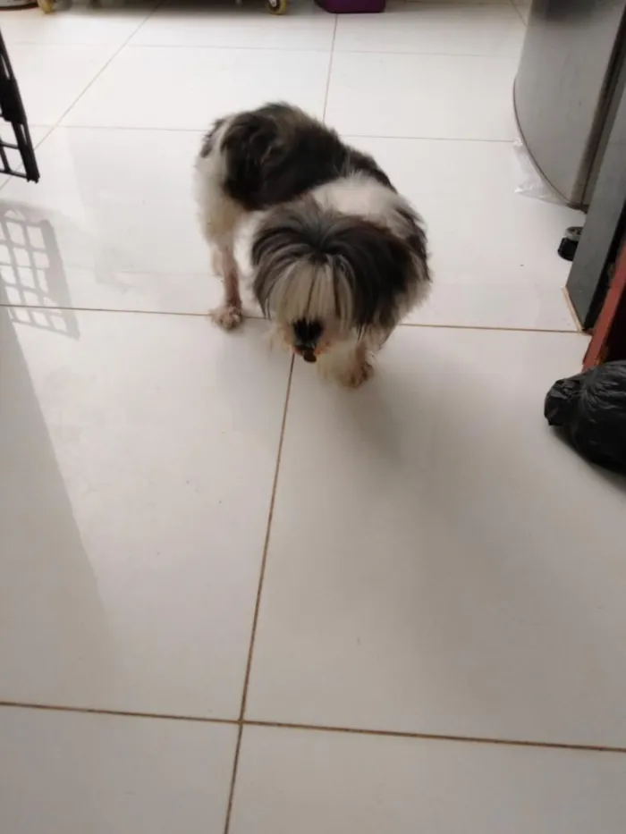 Cachorro raça Shitzu idade 6 ou mais anos nome Nina