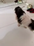 Nina