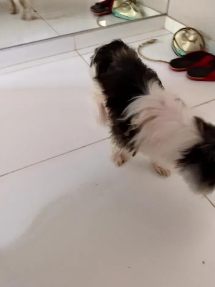 Cachorro raça Shitzu idade 6 ou mais anos nome Nina
