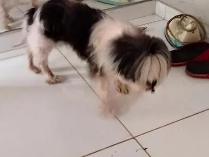Cachorro raça Shitzu idade 6 ou mais anos nome Nina