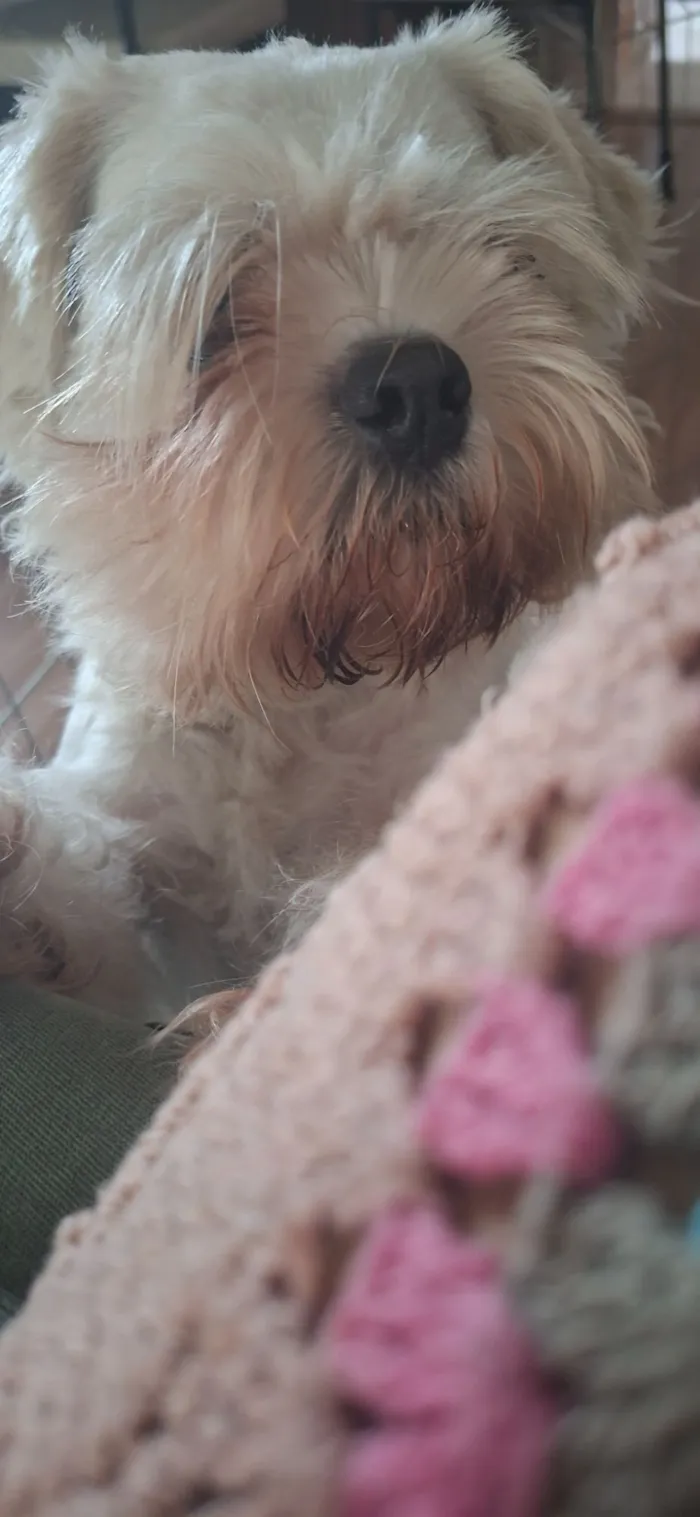 Cachorro raça Shitzu idade 2 anos nome .