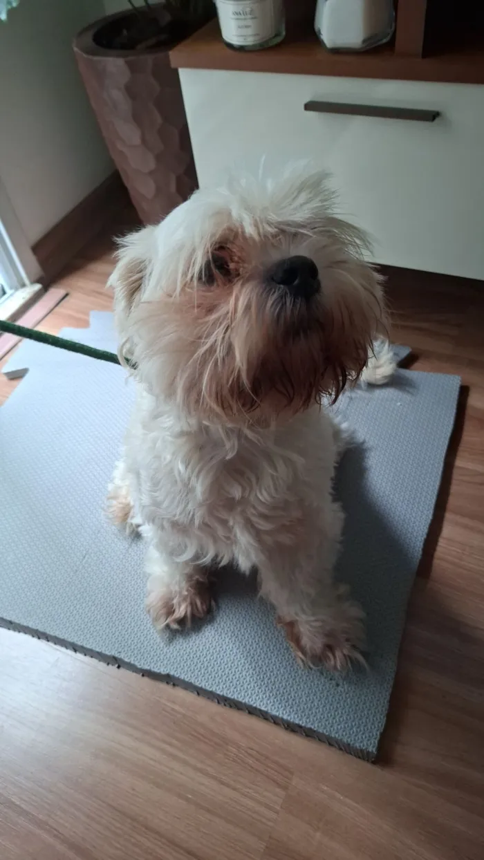 Cachorro raça Shitzu idade 2 anos nome .