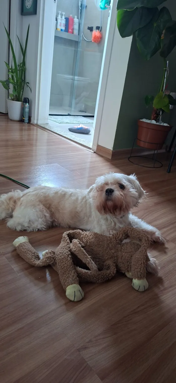 Cachorro raça Shitzu idade 2 anos nome .