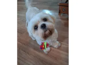 Cachorro raça Shitzu idade 2 anos nome Cheetos