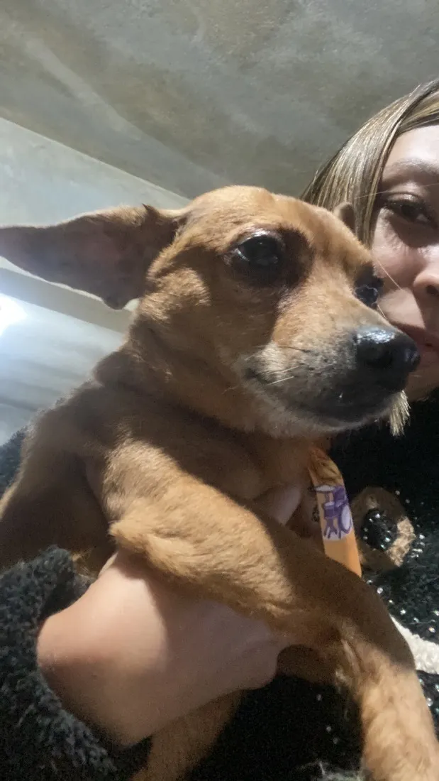 Cachorro raça SRD-ViraLata idade 6 ou mais anos nome Thor