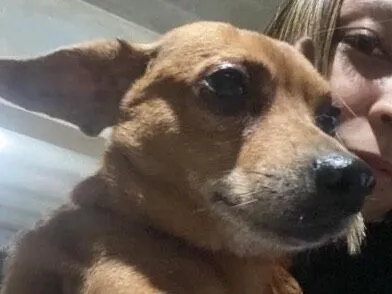 Cachorro raça SRD-ViraLata idade 6 ou mais anos nome Thor