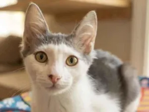 Gato raça SRD-ViraLata idade 2 a 6 meses nome ARAMIS