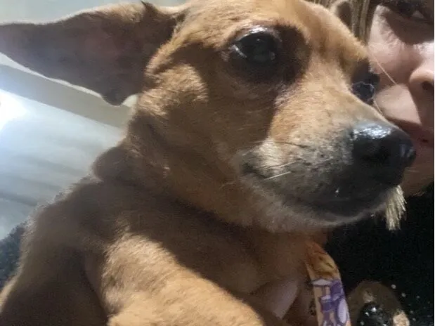 Cachorro raça SRD-ViraLata idade 6 ou mais anos nome Thor