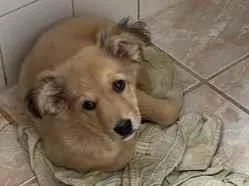 Cachorro raça SRD-ViraLata idade 2 a 6 meses nome Não tem nome