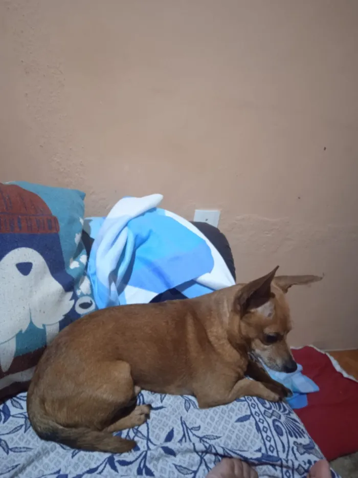 Cachorro raça SRD-ViraLata idade 6 ou mais anos nome Thor