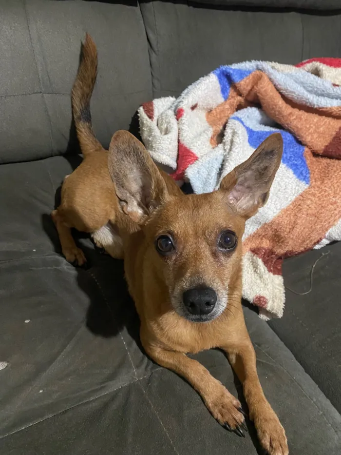 Cachorro raça SRD-ViraLata idade 6 ou mais anos nome Thor