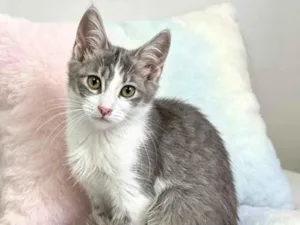 Gato raça SRD-ViraLata idade 2 a 6 meses nome Porthos