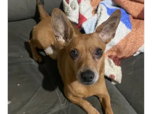 Cachorro raça SRD-ViraLata idade 6 ou mais anos nome Thor