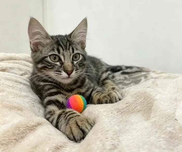 Gato raça SRD-ViraLata idade 2 a 6 meses nome PITTY